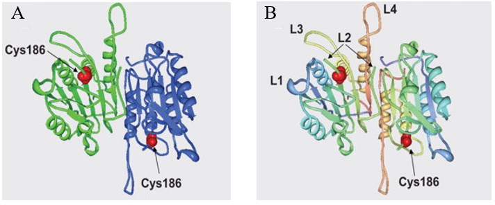 Three-dimensional structure of procaspase-7