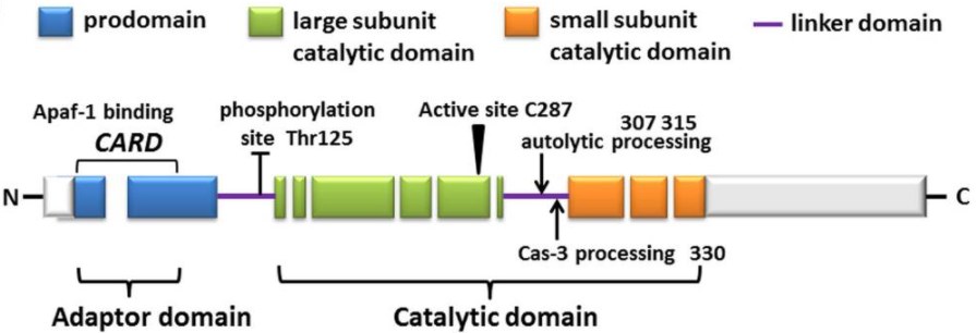 The predicted amino acid structure of human caspase-9