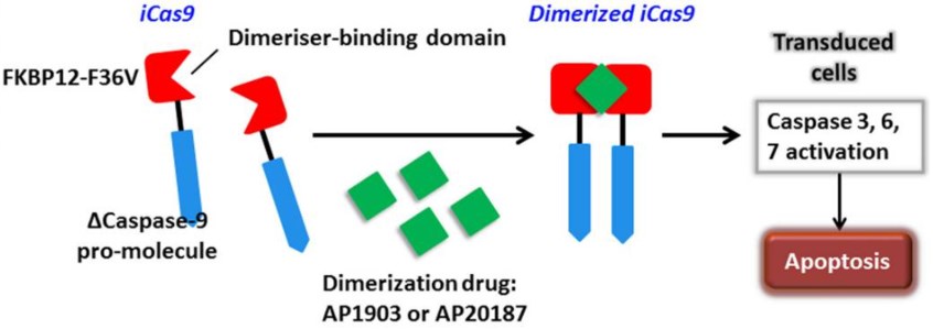 The apoptosis of transduced cells incurred by activated iCasp9