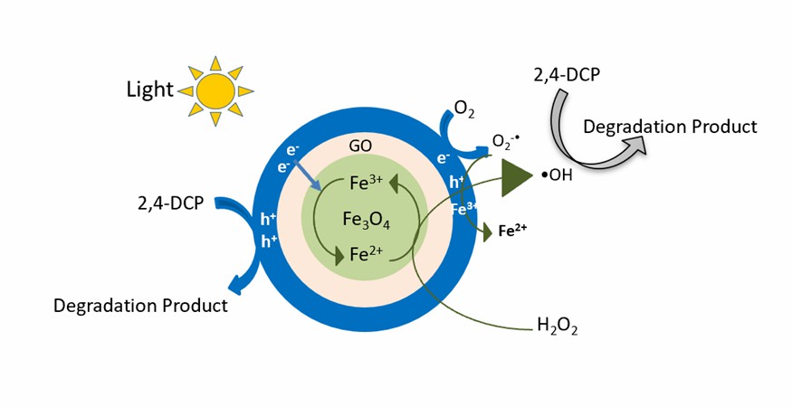 Schematic of the degradation mechanism for the 2,4-DCP in the photo-Fenton system with Fe3O4 / graphene nanozymes.