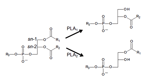 Enzyme Activity Measurement for Phospholipase A1