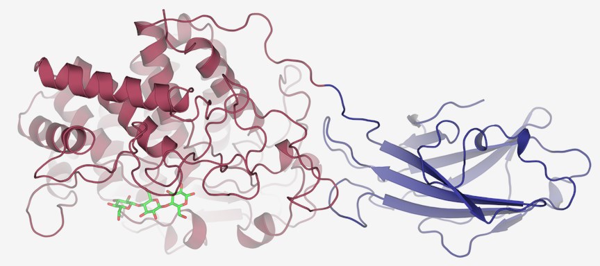 Protein structure of cellulase.