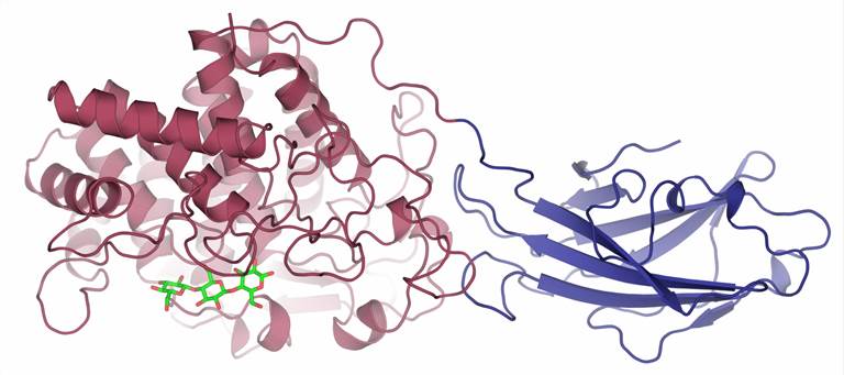 Structure of cellulases.