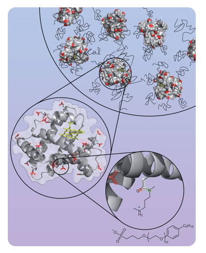 Chemical modification of myoglobin.