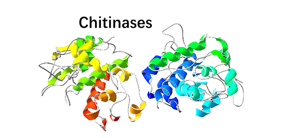 Chitinases