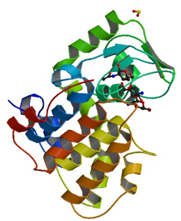 Chitosanase