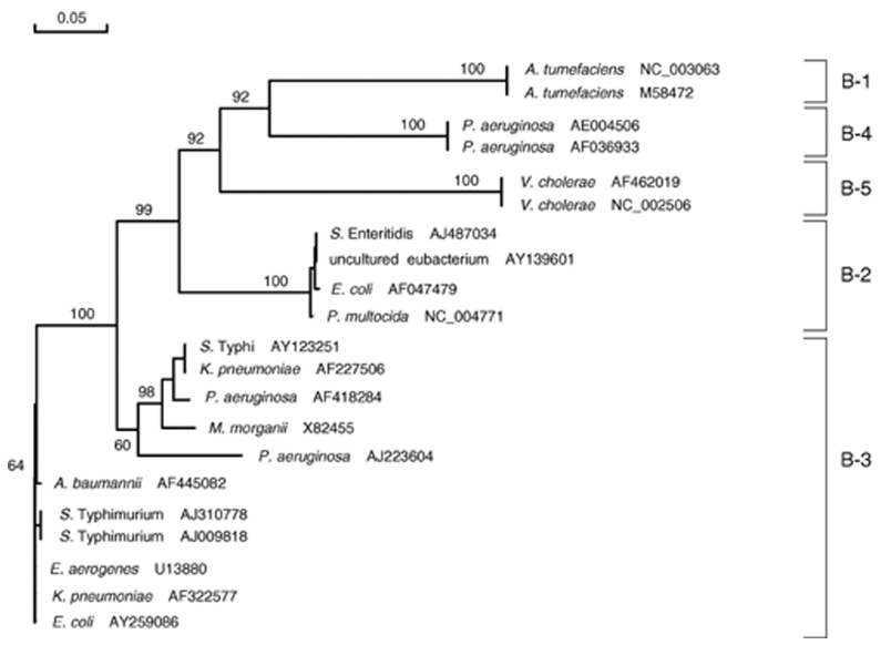 Phylogenetic tree of the class B CATs