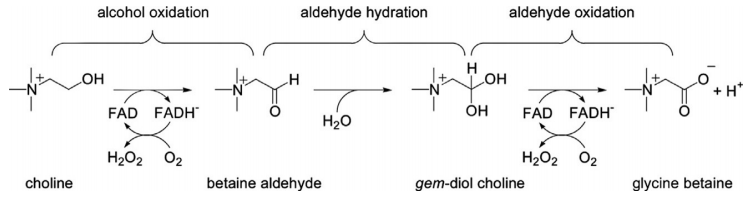  The two-step, flavin-mediated oxidation of choline to glycine betaine catalyzed by choline oxidase 