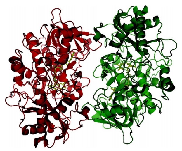 Three-dimensional structure of choline oxidase refined to a resolution of 1.86Å