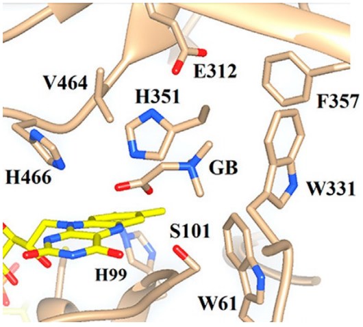 Active site of wild-type choline oxidase with the reaction product glycine betaine Bound