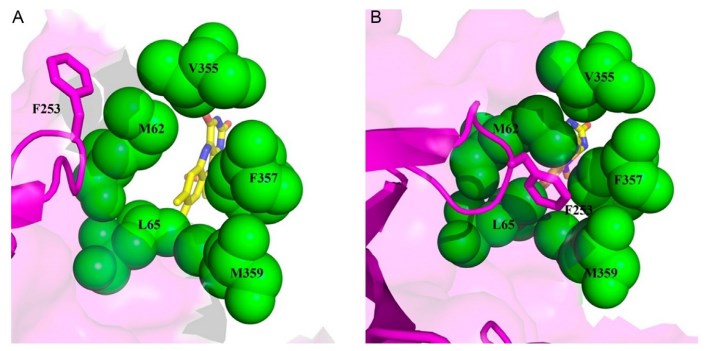 Entrance to the active site of choline oxidase