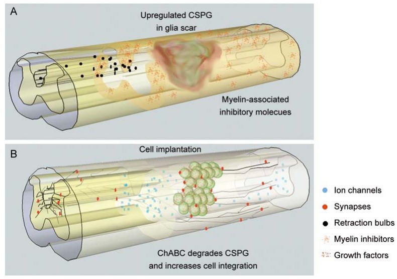 Schematic depicting the conditions in the spinal cord after injury and strategies developed for treating SCI