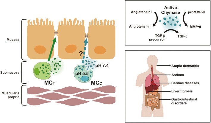 Role of chymase in disease pathogenesis