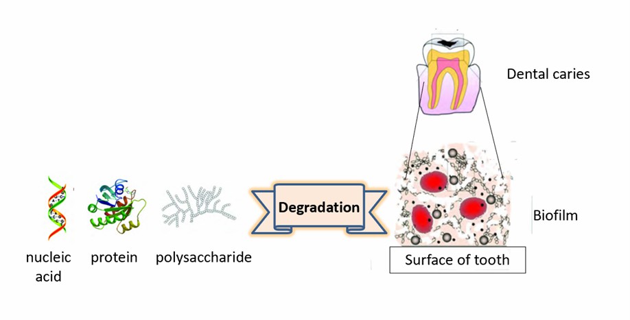 Clearing Streptococcus mutans biofilm using nanozymes. - Creative Enzymes