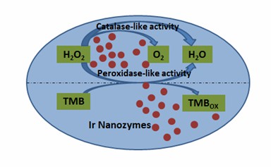 Schematic presentation for dual-enzyme mimetic activity of Ir nanozymes.