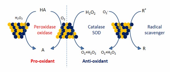 Pt / Ru alloy nanozymes with pro-oxidant and the anti-oxidant catalytic functions.