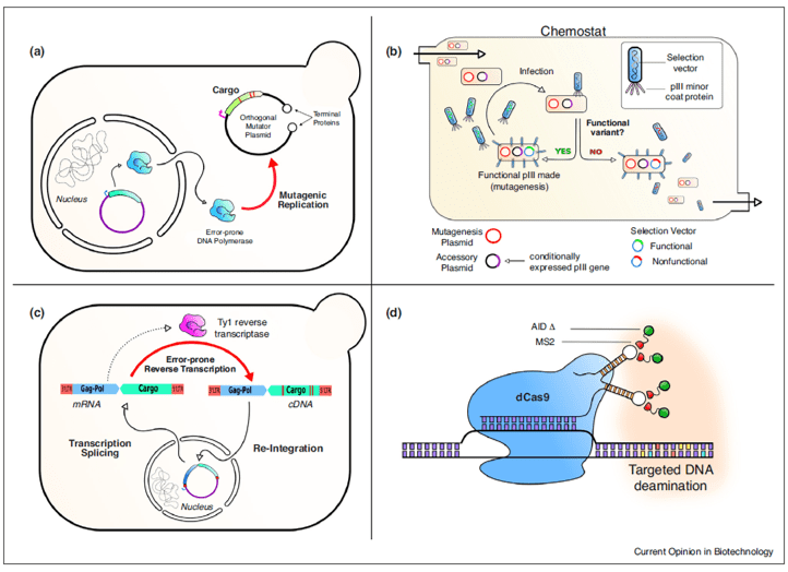 Examples of methods for in vivo targeted mutagenesis