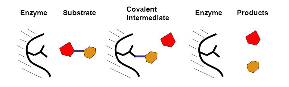 Mechanism of covalent catalysis.