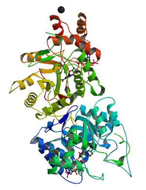 Enzyme Activity Measurement of Delta4-3-Oxosteroid 5Beta-Reductase