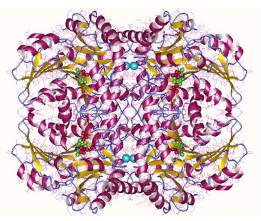 Cystathionine β-lyase