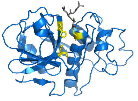 Protein structure of cysteine proteases.