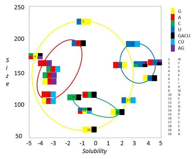 A possible reason for the observed codon bias is that amino acids similar in both size and hydrophobicity tend to share similar codon pattern, which minimizes the impact of random mutagenesis.