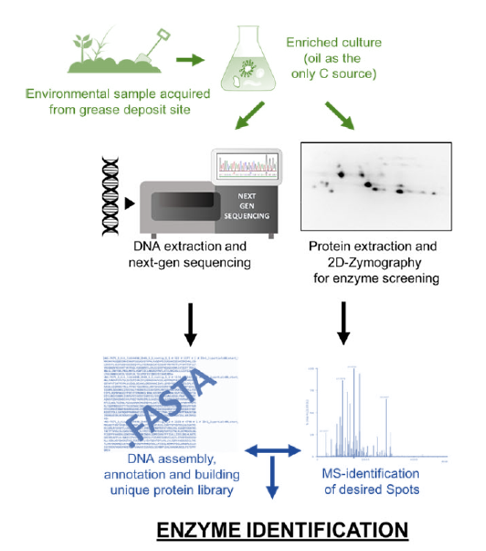 Metagenomics and high-throughout screening are often combined to identify and screen the desired biocatalysts from natural scources