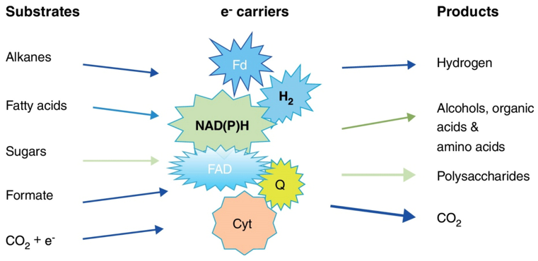 An important role of cofactors is acting as redox carriers.