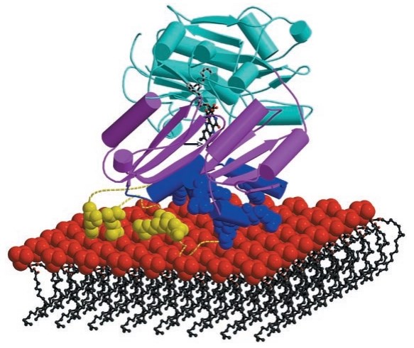 Cartoon of D-LDH associating with the membrane