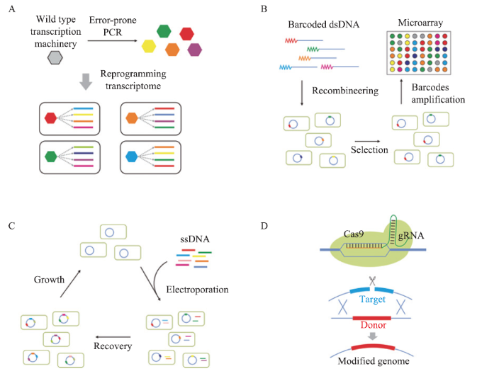 Common tools for genome engineering