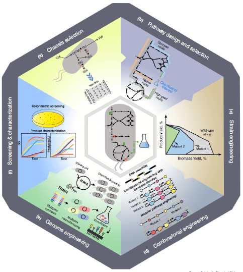 Pictorial overview of computational and experimental techniques for strain development and pathway engineering