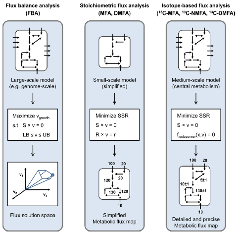 Classes of metabolic flux analysis