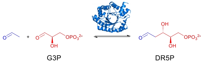 The in vivo 2-deoxy-D-ribose-5-phosphate reaction catalyzed by DERA 