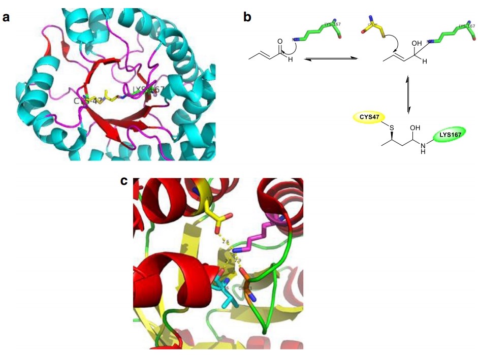 Crystal structure E. coli DERA