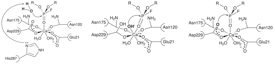 Potential reaction mechanisms for DFPase