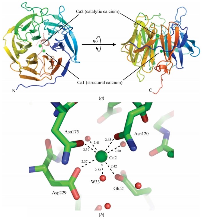 Fold of DFPase and catalytic calcium environment