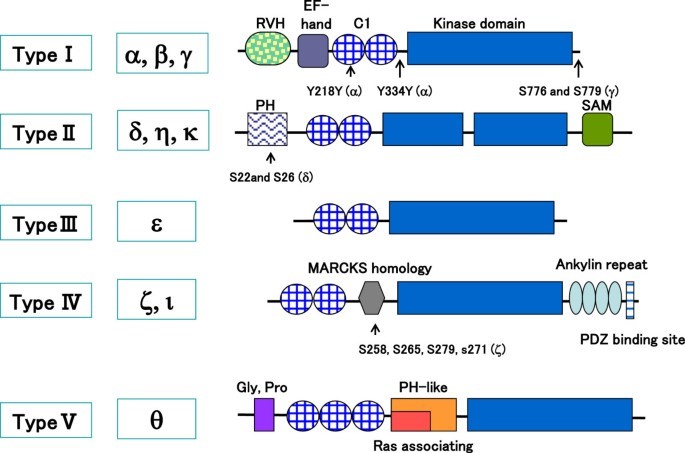 Schematic illustration of DGKs with the phosphorylation sites