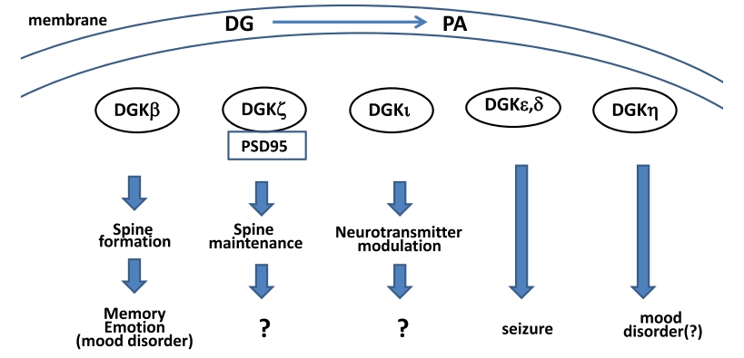A schema of functions of DGKs in brain