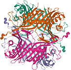 Uricase, Recombinant