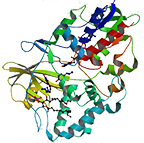 Fructosyl-Amino Acid Oxidase from E. coli, Recombinant