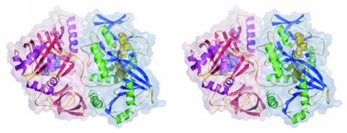 Stereo view of a DMGO monomer 