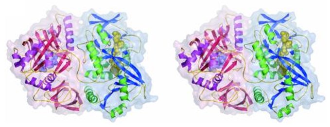 Stereo view of a DMGO monomer 