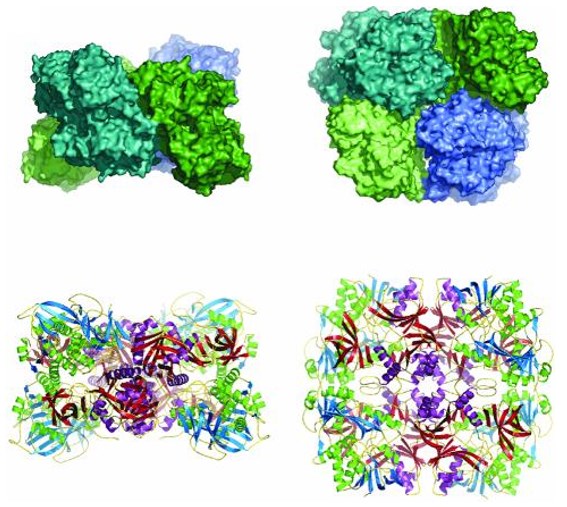 Structure of the  DMGO tetramer