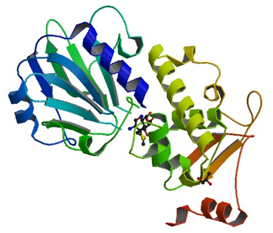 Enzyme Activity Measurement for DNA-Formamidopyrimidine Glycosylase
