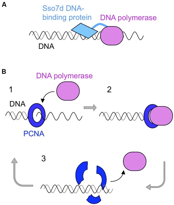 Schematic diagrams of processive  PCR using a family B DNA polymerase