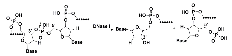 DNASE1