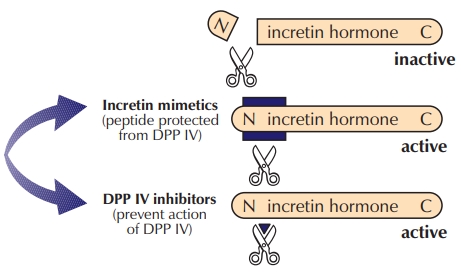The two-pronged strategy for unlocking the therapeutic potential of the incretin hormones