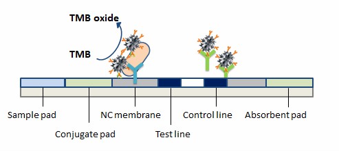 The detection of Escherichia coli by nanozymes. - Creative Enzymes