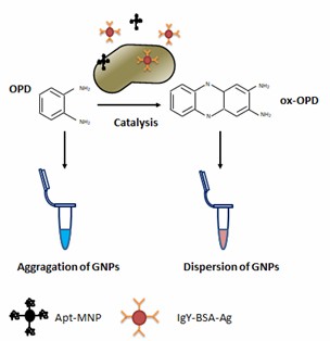 The detection of Listeria monocytogenes by nanozymes. - Creative Enzymes