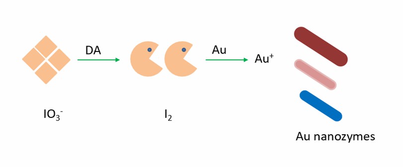 A colorimetric assay based on iodine etched Au nanozymes are used for the determination of DA. - Creative Enzymes